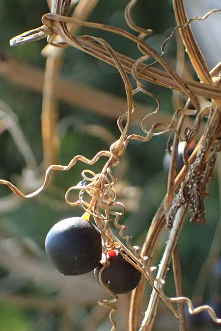 Bryonia alba \ Weie Zaunrbe / White Bryony, D Landau an der Isar 13.8.2024