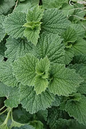 Ballota nigra subsp. meridionalis \ Stinkende Schwarznessel / Black Ballota, D Mannheim 4.4.2026