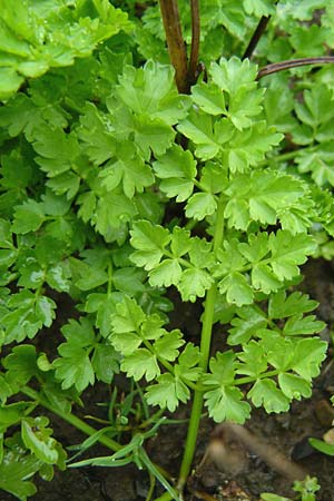 Bunium bulbocastanum \ Gewhnliche Erdkastanie, Knollen-Kmmel / Great Pignut, D Botan. Gar.  Universit.  Mainz 13.9.2008