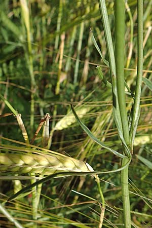 Bunium bulbocastanum \ Gewhnliche Erdkastanie, Knollen-Kmmel / Great Pignut, D Neuleiningen 15.6.2016