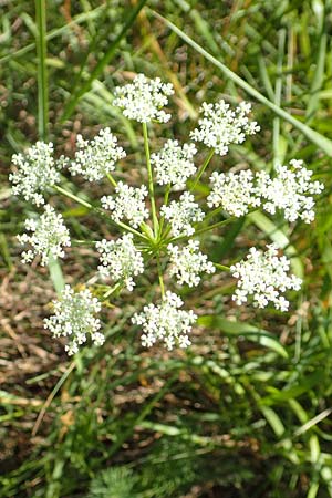 Bunium bulbocastanum \ Gewhnliche Erdkastanie, Knollen-Kmmel / Great Pignut, D Weinheim an der Bergstraße 19.6.2017
