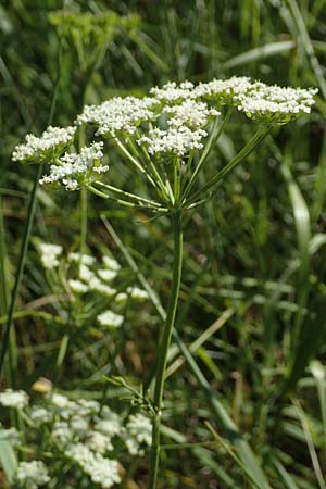 Bunium bulbocastanum \ Gewhnliche Erdkastanie, Knollen-Kmmel / Great Pignut, D Weinheim an der Bergstraße 19.6.2017