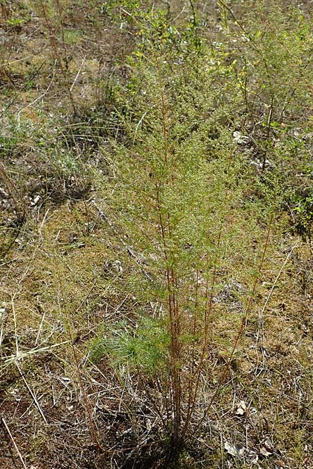 Artemisia scoparia \ Besen-Beifu / Redstem Wormwood, Virgate Sagebrush, D Offenburg 13.9.2019