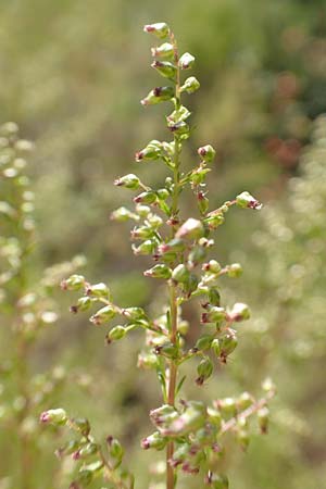 Artemisia scoparia \ Besen-Beifu / Redstem Wormwood, Virgate Sagebrush, D Offenburg 13.9.2019
