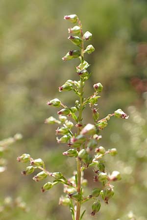 Artemisia scoparia \ Besen-Beifu / Redstem Wormwood, Virgate Sagebrush, D Offenburg 13.9.2019
