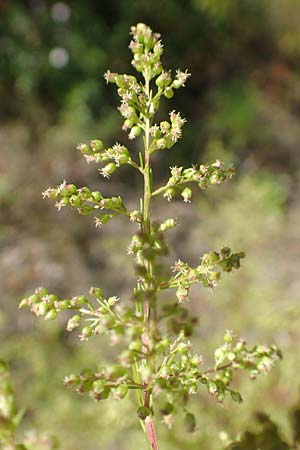 Artemisia scoparia \ Besen-Beifu / Redstem Wormwood, Virgate Sagebrush, D Offenburg 13.9.2019
