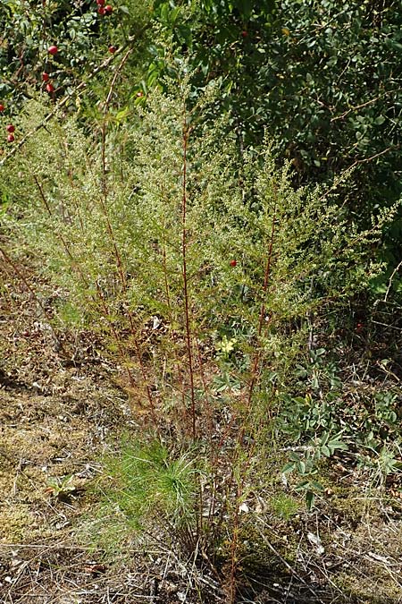 Artemisia scoparia \ Besen-Beifu / Redstem Wormwood, Virgate Sagebrush, D Offenburg 13.9.2019