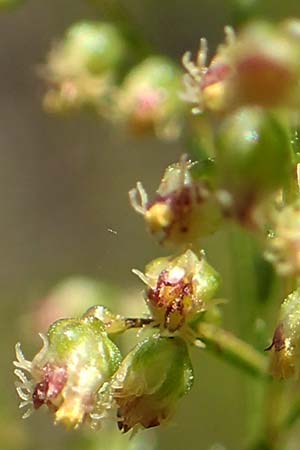 Artemisia scoparia \ Besen-Beifu / Redstem Wormwood, Virgate Sagebrush, D Offenburg 13.9.2019