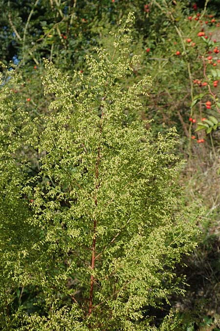 Artemisia scoparia \ Besen-Beifu / Redstem Wormwood, Virgate Sagebrush, D Offenburg 13.9.2019