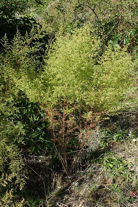 Artemisia scoparia \ Besen-Beifu / Redstem Wormwood, Virgate Sagebrush, D Offenburg 13.9.2019