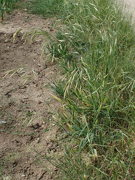 Bromus catharticus \ Purgier-Trespe, Pampas-Trespe / Rescue Brome, D Weinheim an der Bergstra&szlig;e 15.6.2015