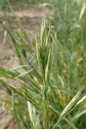 Bromus carinatus \ Gekielte Trespe, Platthren-Trespe / Mountain Brome, California Brome, D Weinheim an der Bergstraße 15.6.2015