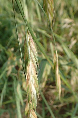Bromus catharticus \ Purgier-Trespe, Pampas-Trespe / Rescue Brome, D Weinheim an der Bergstra&szlig;e 15.6.2015