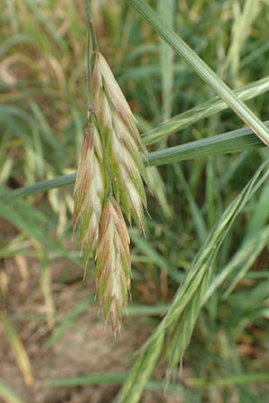 Bromus catharticus \ Purgier-Trespe, Pampas-Trespe / Rescue Brome, D Weinheim an der Bergstra&szlig;e 15.6.2015