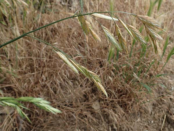 Bromus catharticus \ Purgier-Trespe, Pampas-Trespe / Rescue Brome, D Weinheim an der Bergstra&szlig;e 15.6.2015