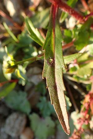 Bidens cernua \ Nickender Zweizahn / Nodding Bur-Marigold, D Biblis 28.9.2015