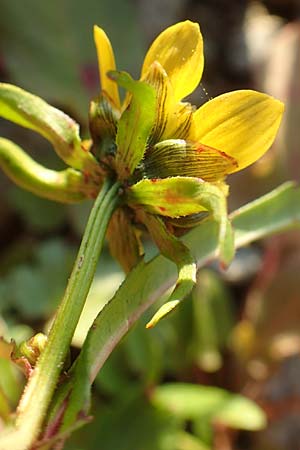 Bidens cernua \ Nickender Zweizahn / Nodding Bur-Marigold, D Biblis 28.9.2015