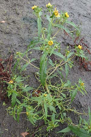 Bidens cernua \ Nickender Zweizahn / Nodding Bur-Marigold, D Donaueschingen 6.9.2016
