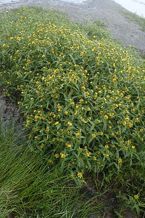 Bidens cernua \ Nickender Zweizahn / Nodding Bur-Marigold, D Donaueschingen 6.9.2016