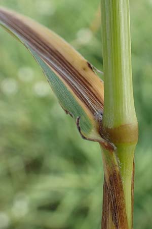 Bromus inermis \ Grannenlose Trespe / Hungarian Brome, D Heidelberg 12.7.2017
