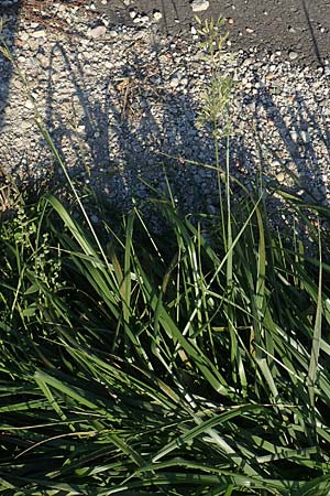 Festuca arundinacea \ Rohr-Schwingel / Tall Fescue, D Weinheim an der Bergstraße 30.9.2018