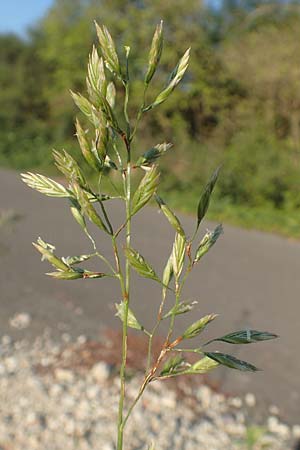 Festuca arundinacea \ Rohr-Schwingel / Tall Fescue, D Weinheim an der Bergstraße 30.9.2018