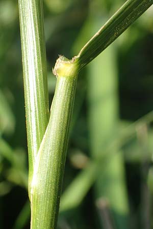 Festuca arundinacea \ Rohr-Schwingel / Tall Fescue, D Weinheim an der Bergstraße 30.9.2018