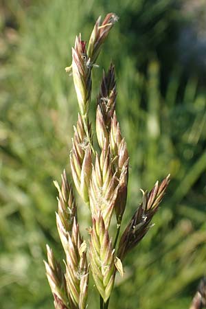 Festuca arundinacea \ Rohr-Schwingel / Tall Fescue, D Weinheim an der Bergstraße 30.9.2018