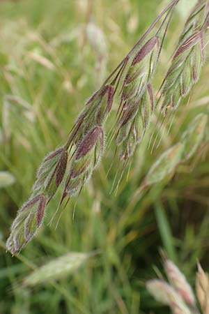 Bromus hordeaceus agg. \ Weiche Trespe, D Münzenberg 22.6.2019