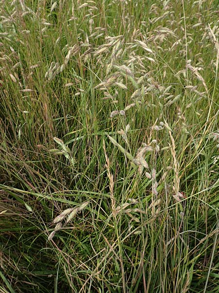Bromus hordeaceus agg. \ Weiche Trespe, D Münzenberg 22.6.2019