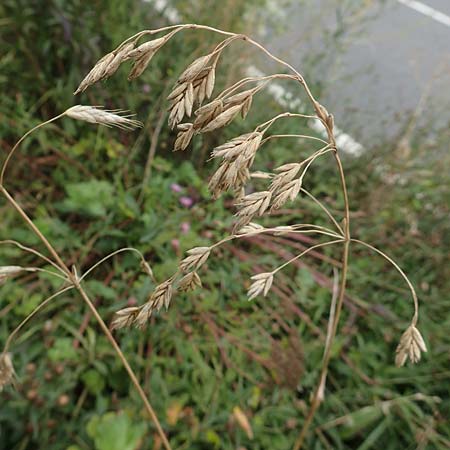 Bromus catharticus \ Purgier-Trespe, Pampas-Trespe / Rescue Brome, D Weinheim an der Bergstra&szlig;e 9.8.2019