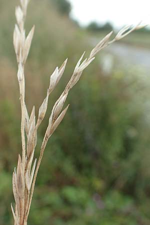 Bromus catharticus ? \ Purgier-Trespe, Pampas-Trespe / Rescue Brome, D Weinheim an der Bergstra&szlig;e 9.8.2019