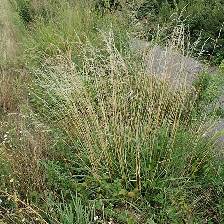 Bromus catharticus ? \ Purgier-Trespe, Pampas-Trespe / Rescue Brome, D Weinheim an der Bergstra&szlig;e 9.8.2019