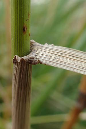 Bromus catharticus ? \ Purgier-Trespe, Pampas-Trespe / Rescue Brome, D Weinheim an der Bergstra&szlig;e 9.8.2019
