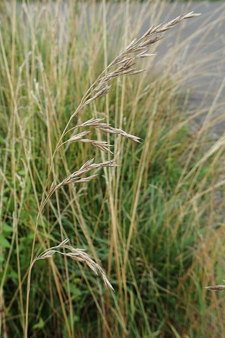 Bromus catharticus ? \ Purgier-Trespe, Pampas-Trespe / Rescue Brome, D Weinheim an der Bergstra&szlig;e 9.8.2019