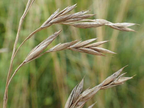 Bromus catharticus ? \ Purgier-Trespe, Pampas-Trespe / Rescue Brome, D Weinheim an der Bergstra&szlig;e 9.8.2019