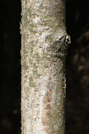 Betula pubescens \ Moor-Birke, Flaum-Birke / Downy Birch, D Eifel, Blankenheim 19.6.2022