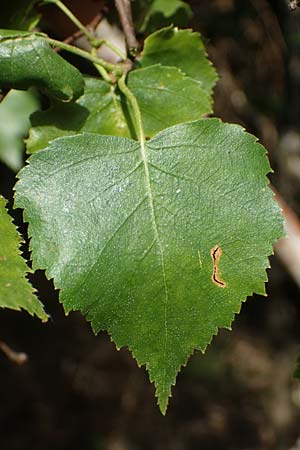 Betula pubescens \ Moor-Birke, Flaum-Birke / Downy Birch, D Eifel, Blankenheim 19.6.2022