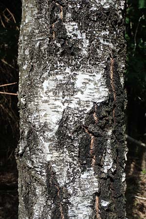 Betula pubescens \ Moor-Birke, Flaum-Birke / Downy Birch, D Eifel, Blankenheim 19.6.2022
