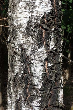 Betula pubescens \ Moor-Birke, Flaum-Birke / Downy Birch, D Eifel, Blankenheim 19.6.2022