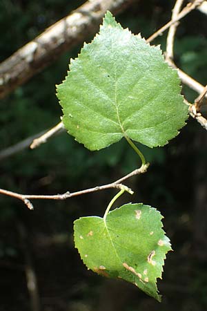 Betula pubescens \ Moor-Birke, Flaum-Birke / Downy Birch, D Eifel, Blankenheim 19.6.2022