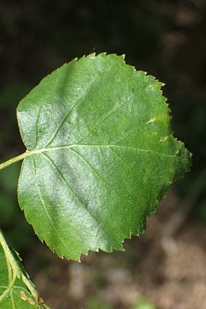 Betula pubescens \ Moor-Birke, Flaum-Birke / Downy Birch, D Eifel, Blankenheim 19.6.2022