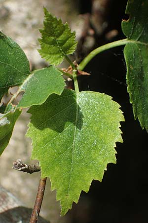 Betula pubescens \ Moor-Birke, Flaum-Birke / Downy Birch, D Eifel, Blankenheim 19.6.2022