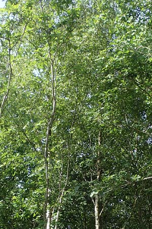 Betula pubescens \ Moor-Birke, Flaum-Birke / Downy Birch, D Eifel, Blankenheim 19.6.2022