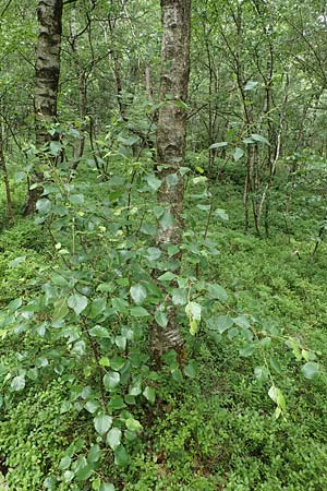 Betula carpatica \ Karpaten-Birke / Carpathian Birch, D Rhön, Rotes Moor 21.6.2023