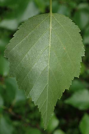 Betula carpatica \ Karpaten-Birke / Carpathian Birch, D Rhön, Rotes Moor 21.6.2023