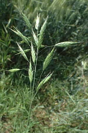 Bromus commutatus \ Wiesen-Trespe, Verwechselte Trespe / Meadow Brome, D Weinheim an der Bergstraße 3.6.2025