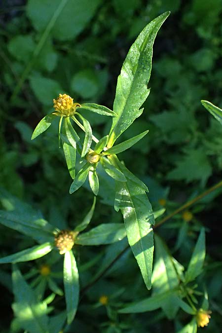 Bidens connata, Immergr&uuml;nes Gei�blatt
