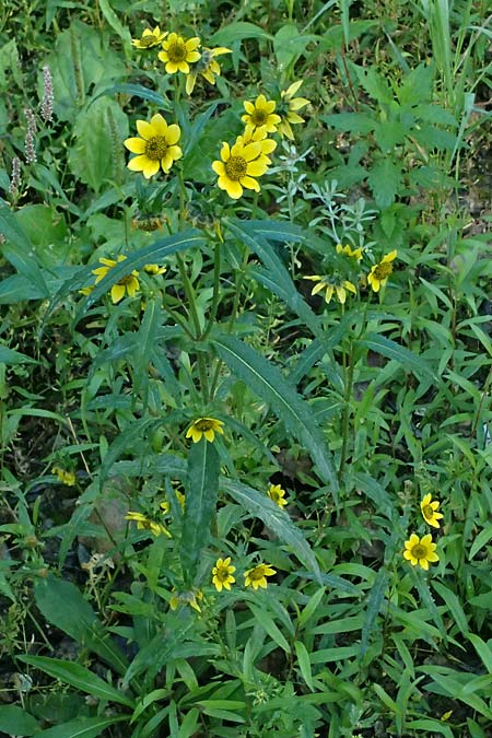 Bidens cernua \ Nickender Zweizahn / Nodding Bur-Marigold, D Eggenstein-Leopoldshafen 15.9.2026