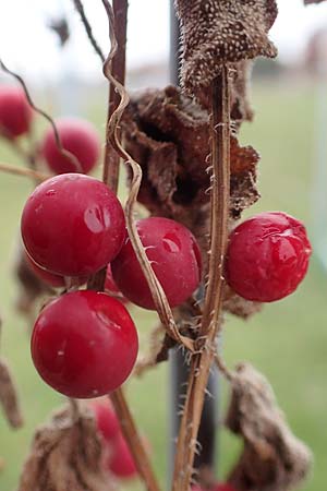 Bryonia dioica \ Rotfrchtige Zaunrbe / Red-Berried Bryony, D Weinheim an der Bergstraße 10.11.2018